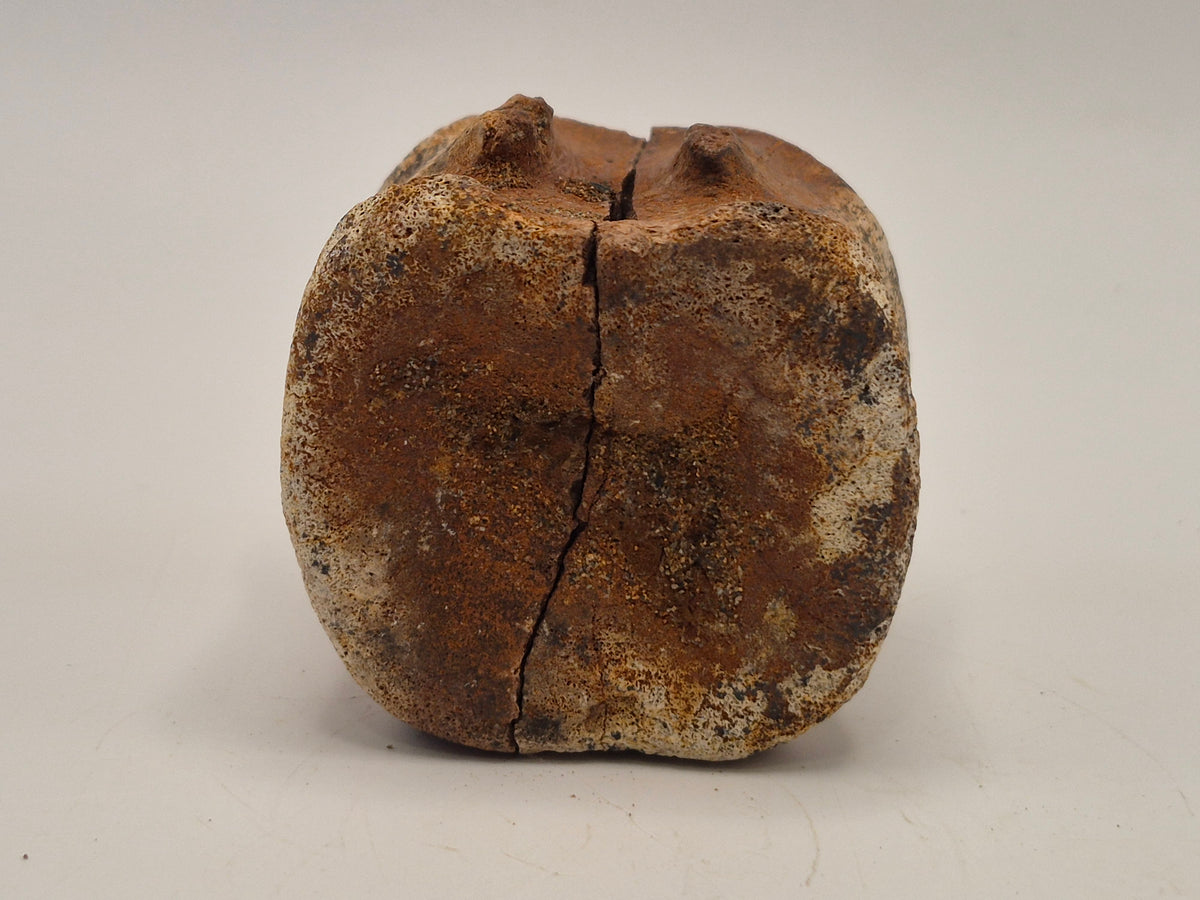 1.64" Hadrosaur Vertebrae(Judith River)