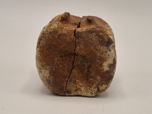 1.64" Hadrosaur Vertebrae(Judith River)