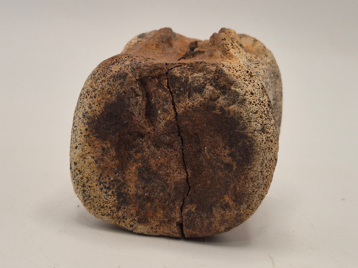 1.64" Hadrosaur Vertebrae(Judith River)