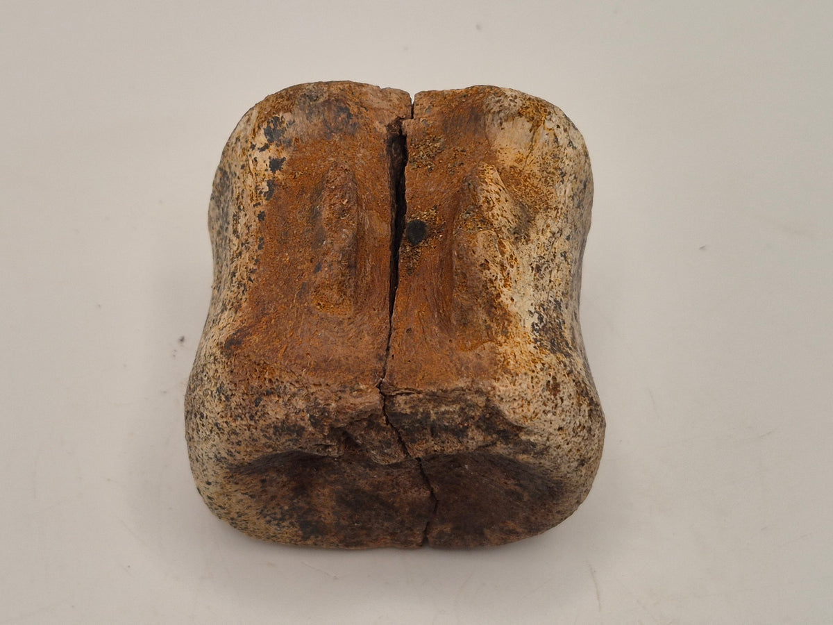1.64" Hadrosaur Vertebrae(Judith River)