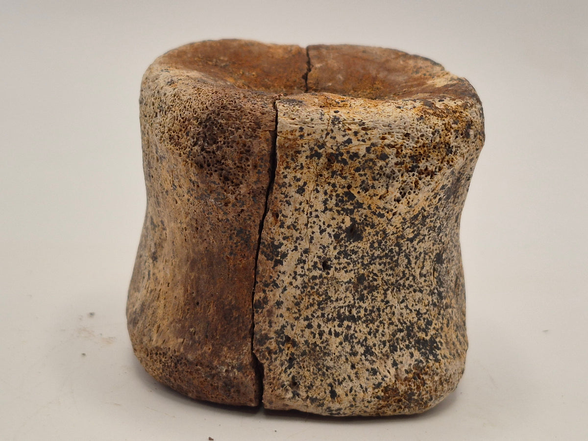 1.64" Hadrosaur Vertebrae(Judith River)