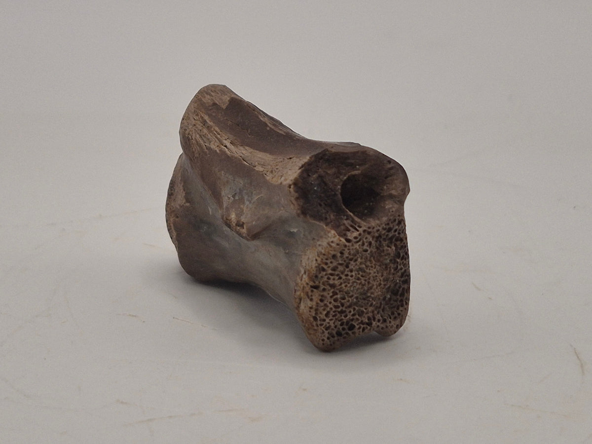 1.38" Theropod Caudal Vertebrae(Judith River)