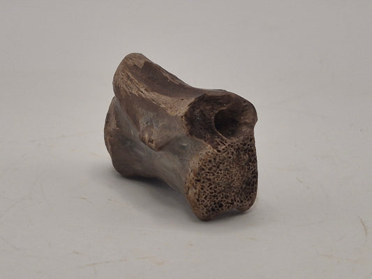1.38" Theropod Caudal Vertebrae(Judith River)