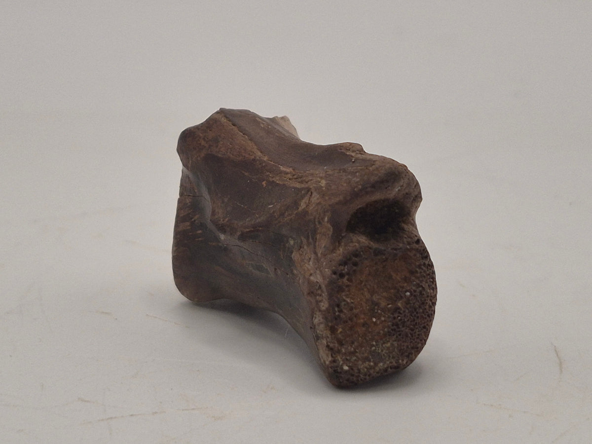 1.38" Theropod Caudal Vertebrae(Judith River)