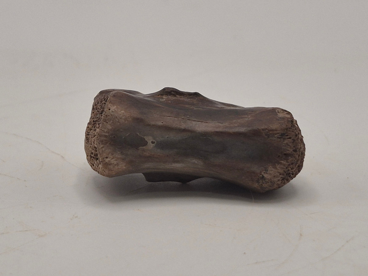 1.38" Theropod Caudal Vertebrae(Judith River)