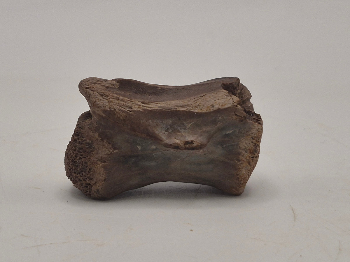 1.38" Theropod Caudal Vertebrae(Judith River)