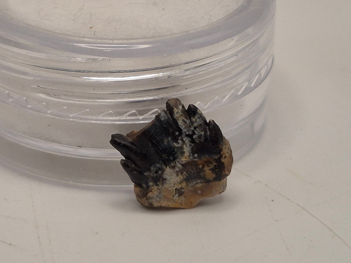 0.4" Nodosaur Tooth (Judith River)