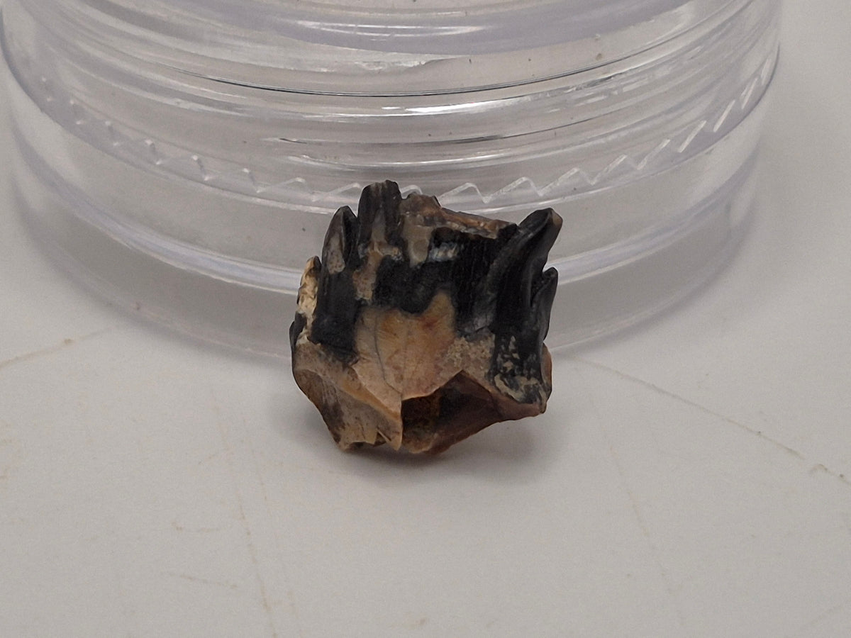0.4" Nodosaur Tooth (Judith River)