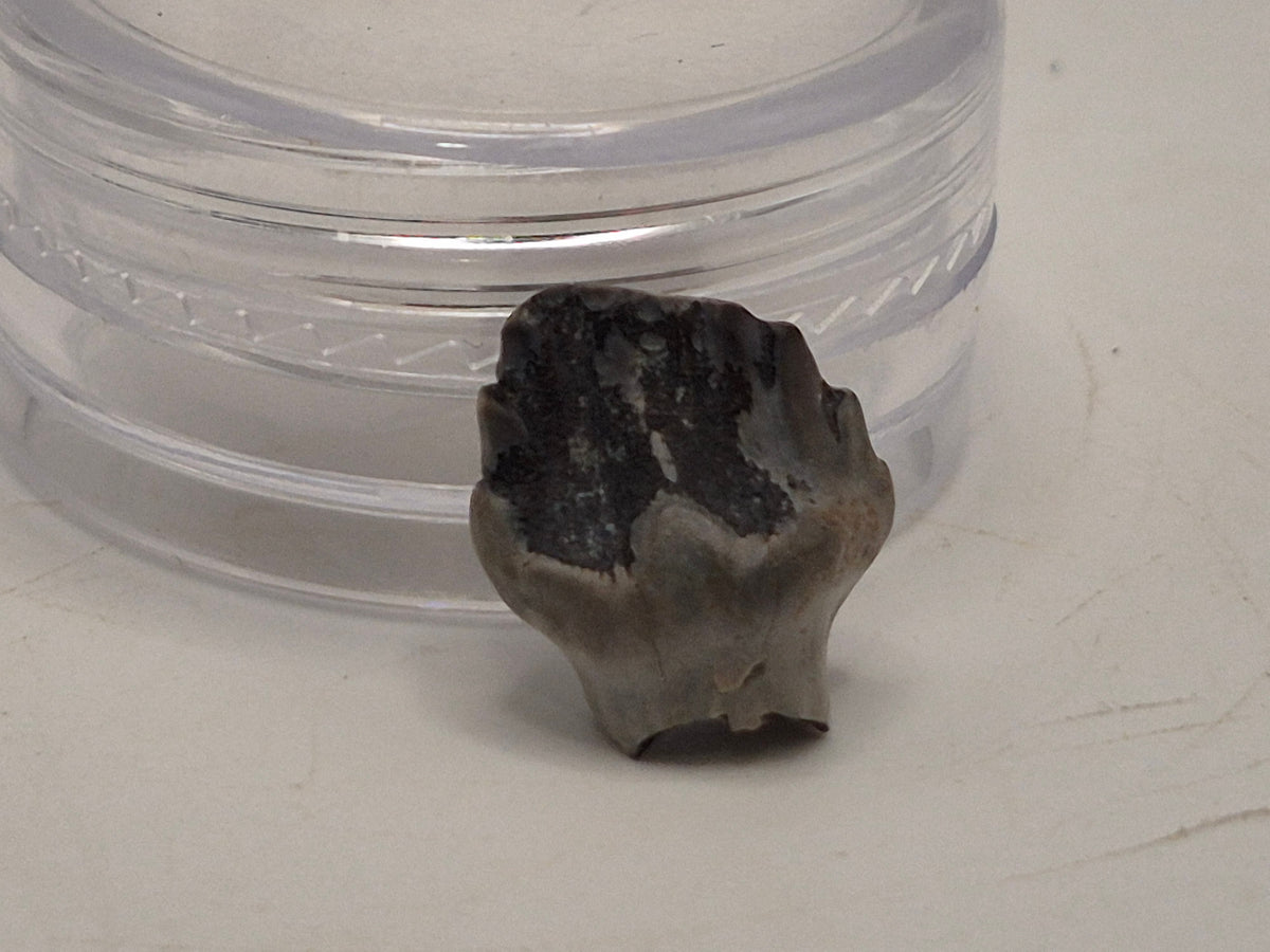 0.52" Nodosaur Tooth (Judith River)