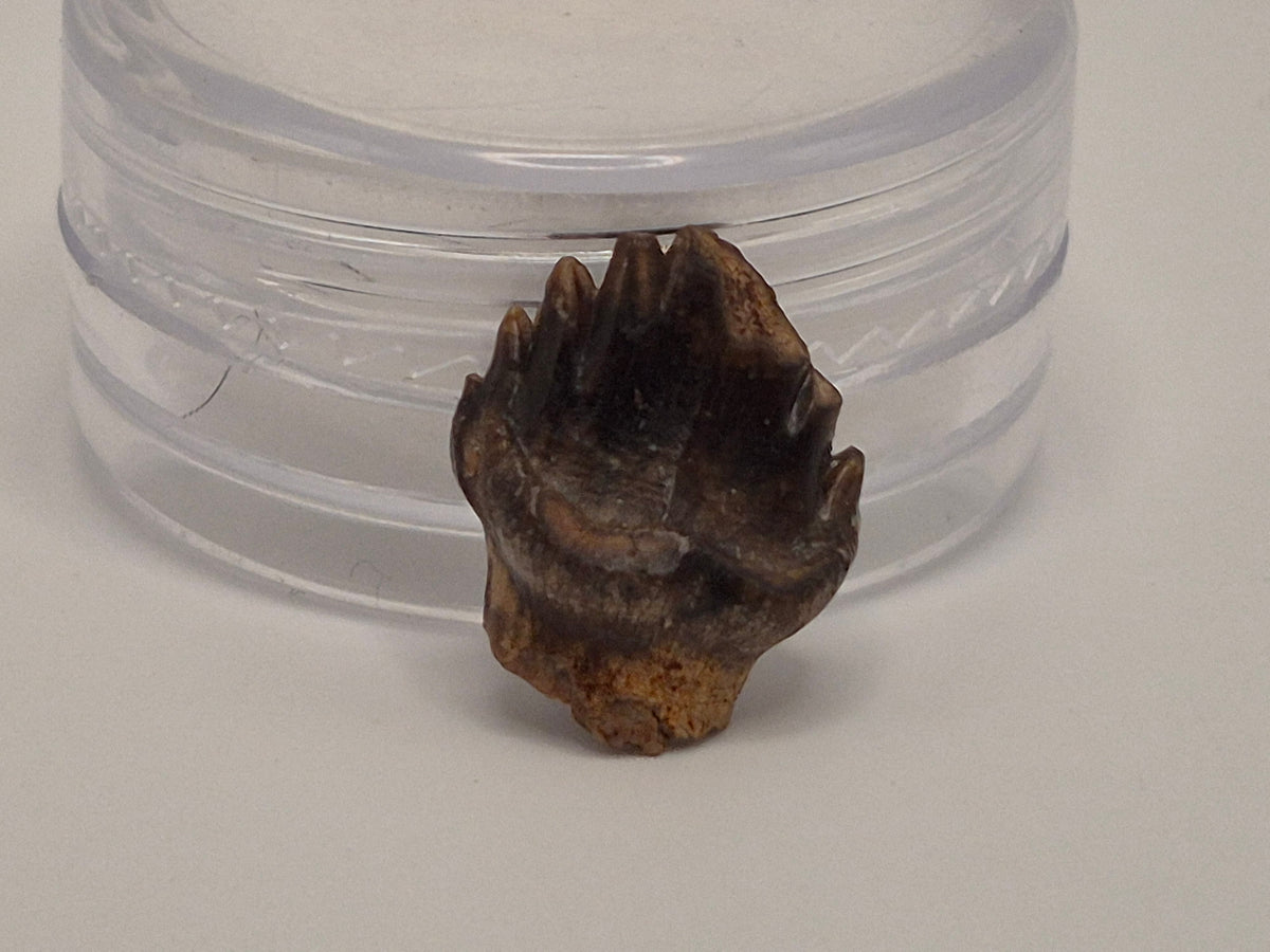 0.55" Nodosaur Tooth (Judith River)