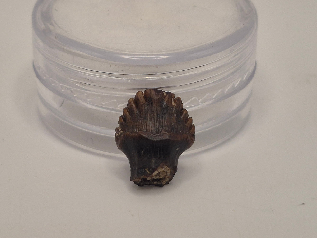 0.46" Nodosaur Tooth (Judith River)