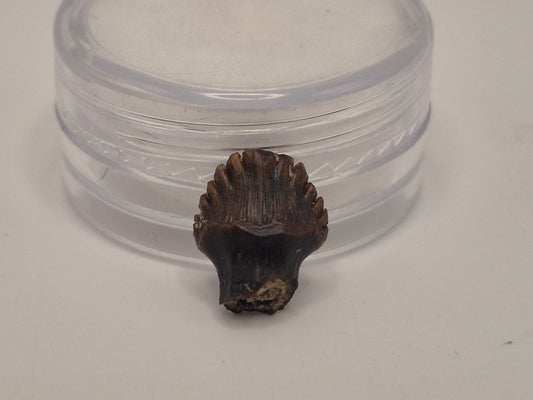 0.46" Nodosaur Tooth (Judith River)