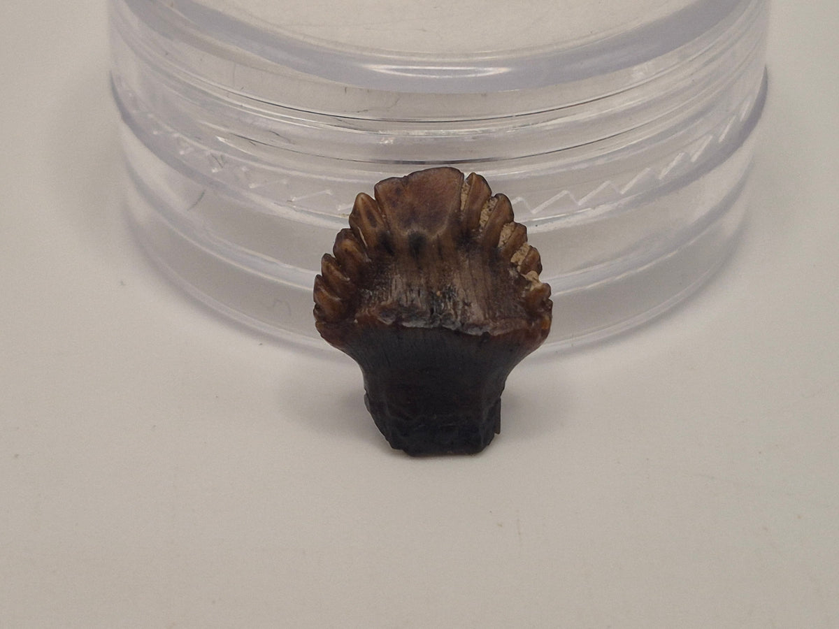 0.46" Nodosaur Tooth (Judith River)