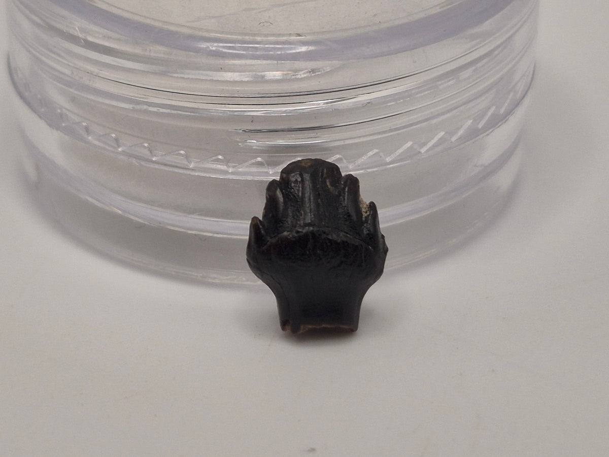 0.36" Ankylosaur Tooth (Judith River)