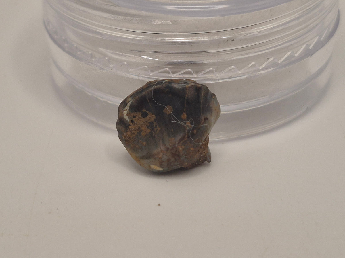 0.36" Nodosaur Tooth (Judith River)