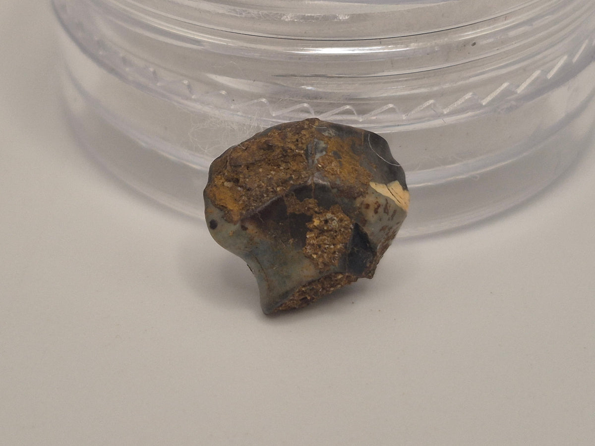 0.36" Nodosaur Tooth (Judith River)