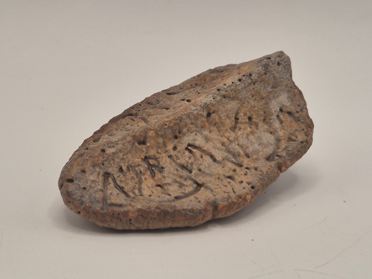 2.63" Ankylosaurus Scute (Judith River)