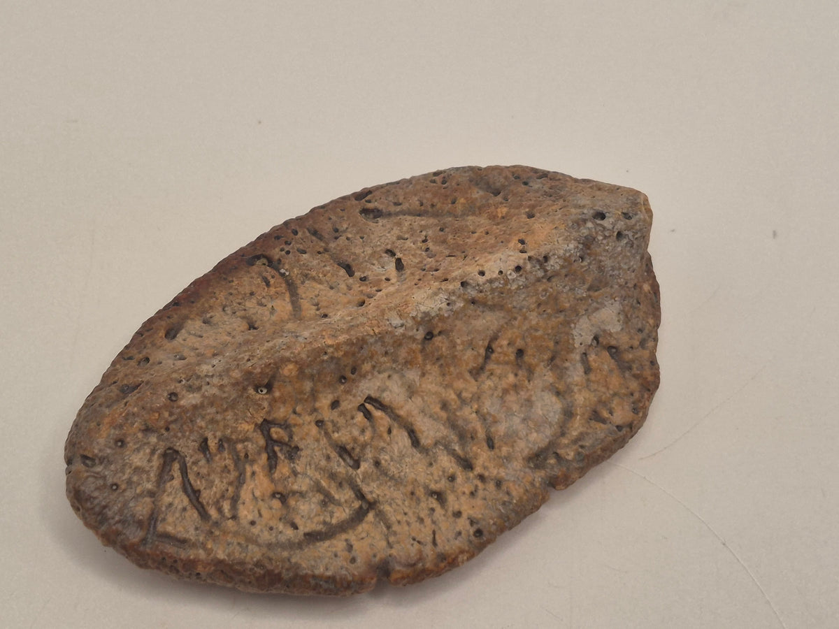 2.63" Ankylosaurus Scute (Judith River)