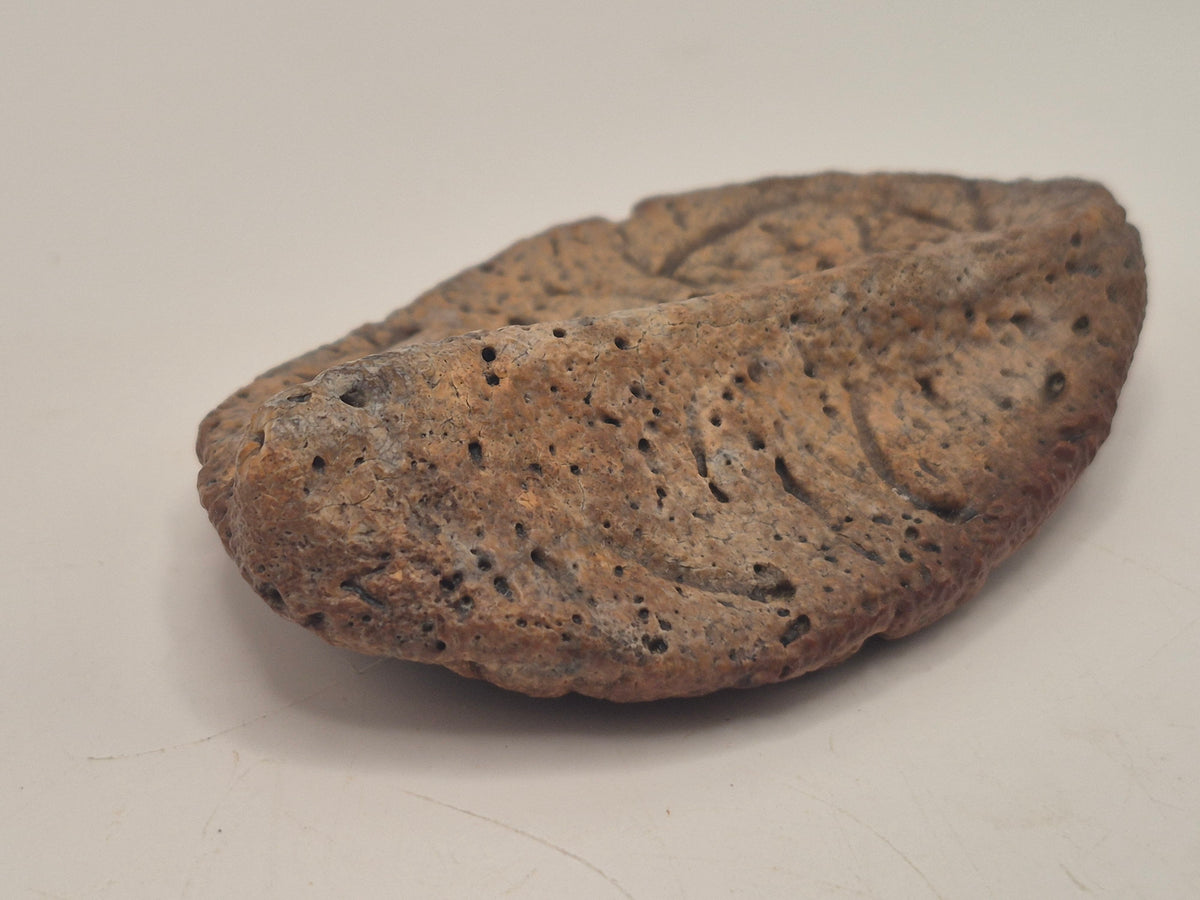2.63" Ankylosaurus Scute (Judith River)