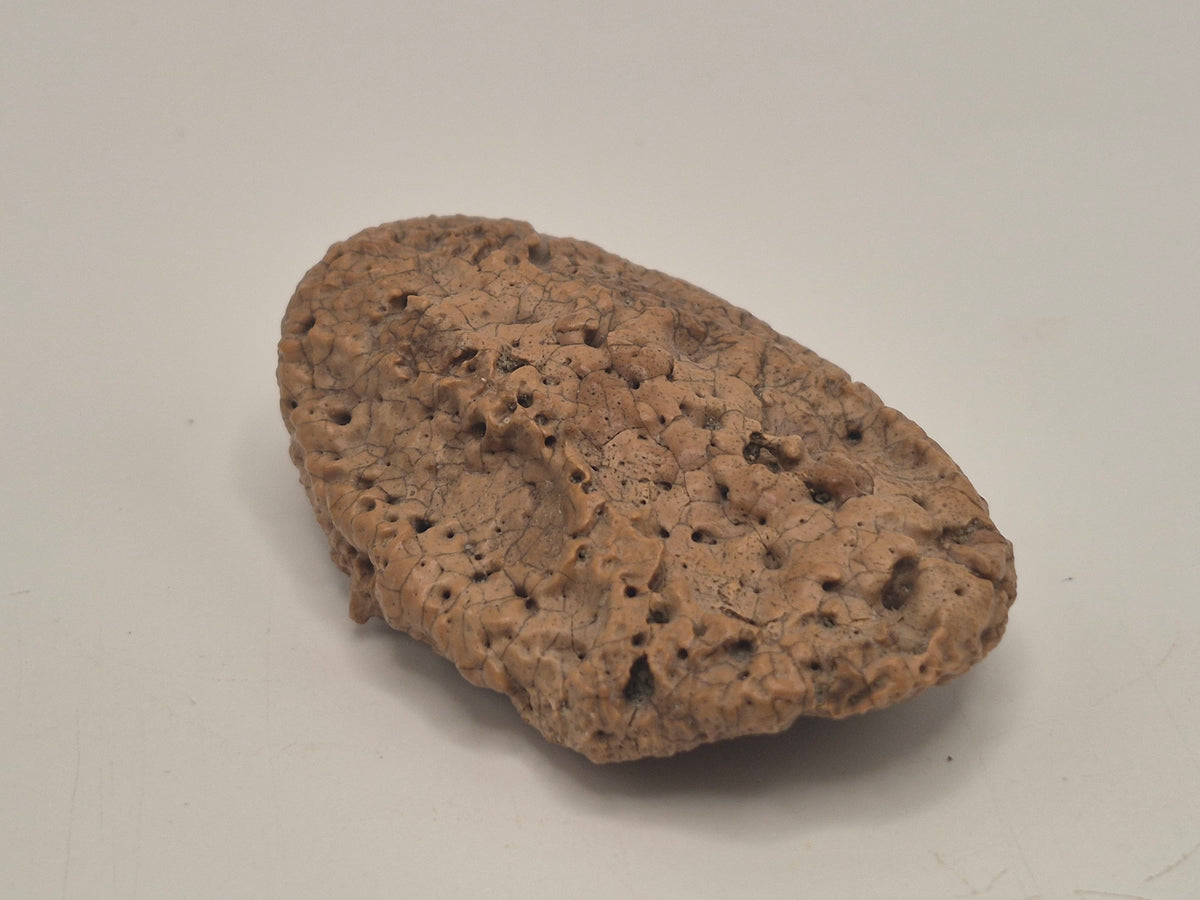 2.13" Ankylosaurus Scute(Judith River)