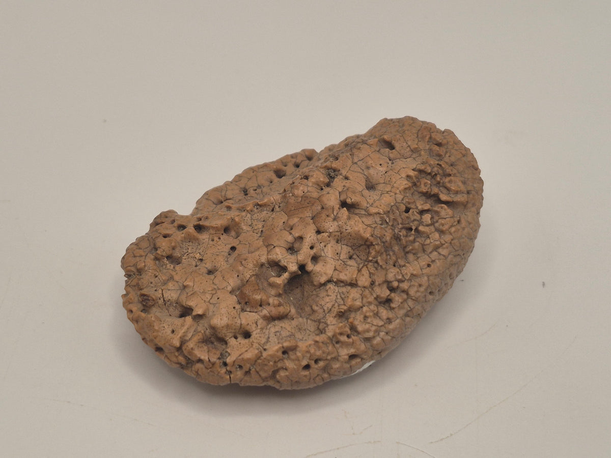2.13" Ankylosaurus Scute(Judith River)