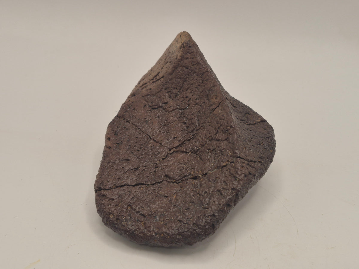 4.27" Ankylosaurus Spiked Scute (Judith River)