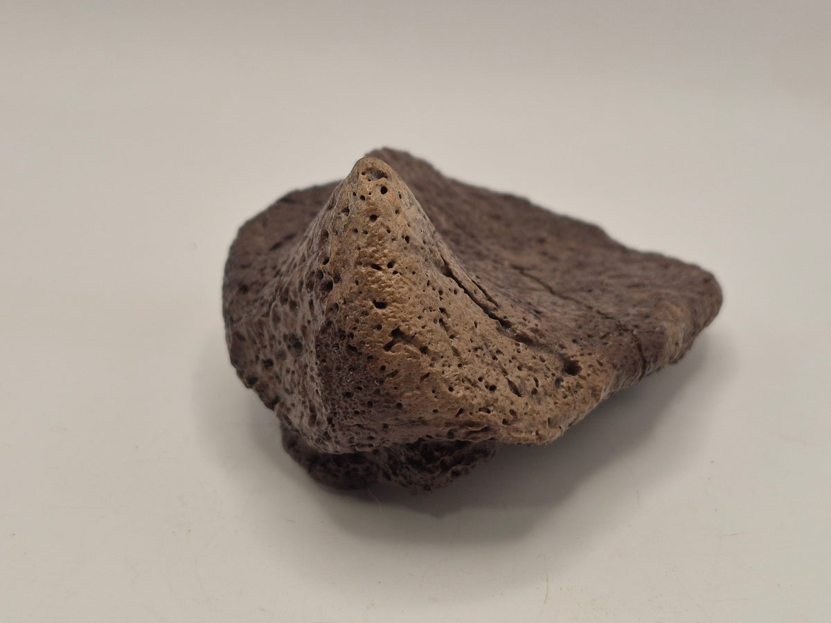 4.27" Ankylosaurus Spiked Scute (Judith River)