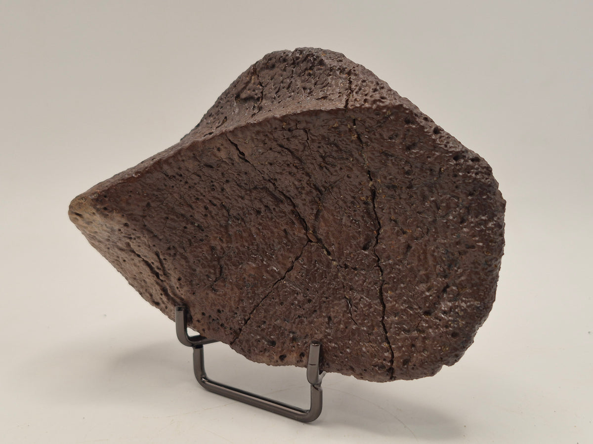 4.27" Ankylosaurus Spiked Scute (Judith River)