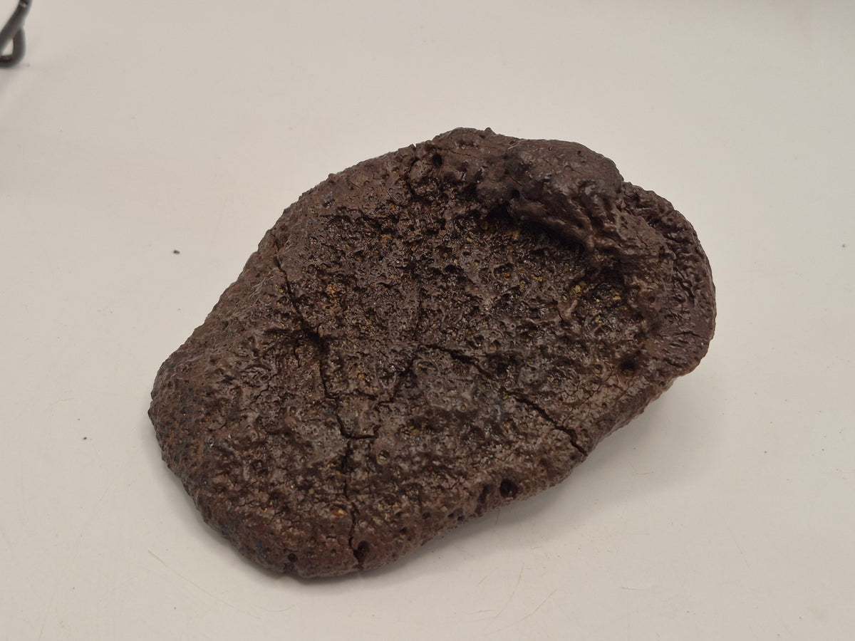 4.27" Ankylosaurus Spiked Scute (Judith River)