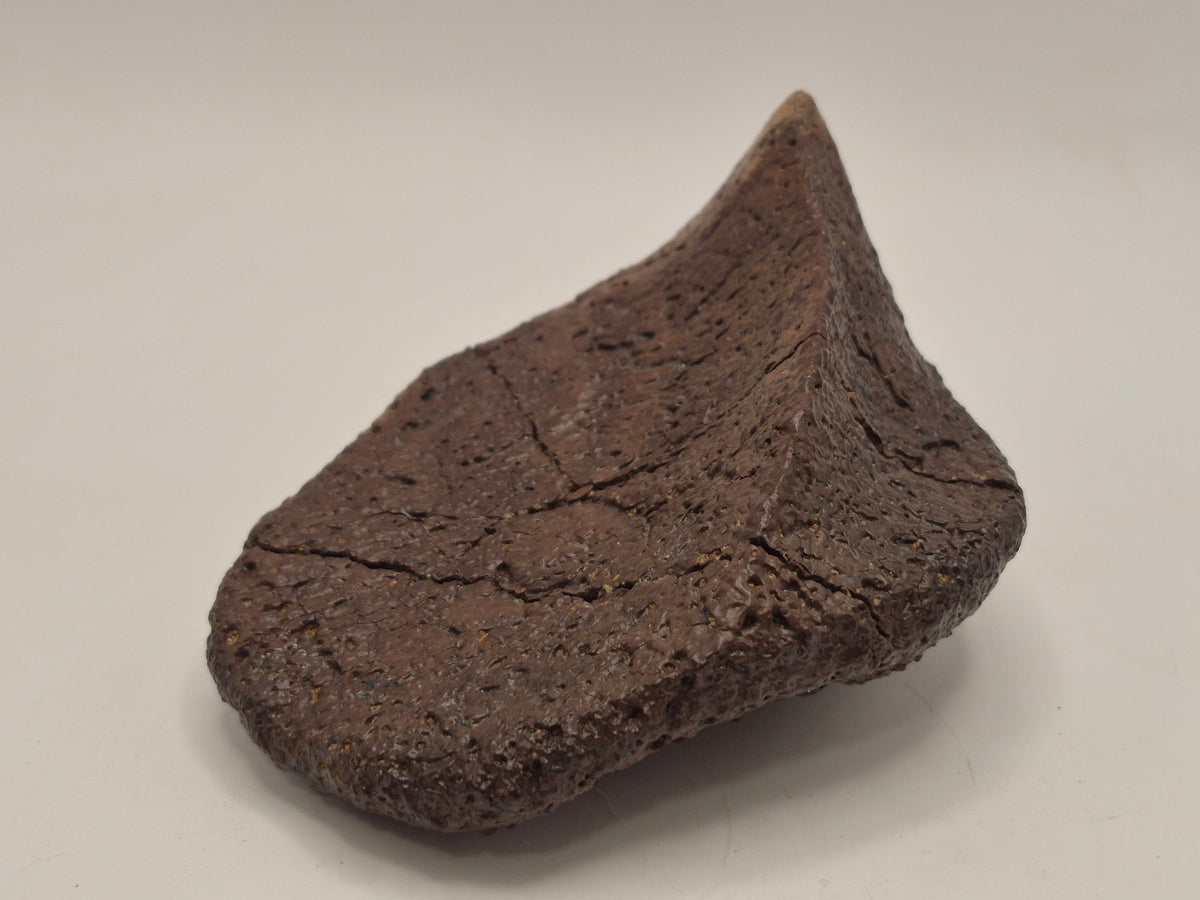 4.27" Ankylosaurus Spiked Scute (Judith River)
