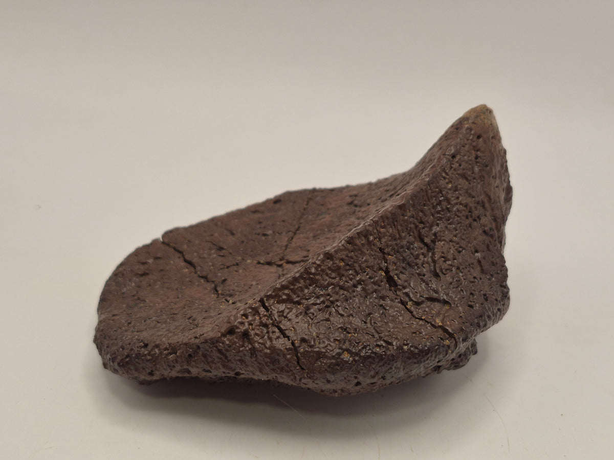 4.27" Ankylosaurus Spiked Scute (Judith River)