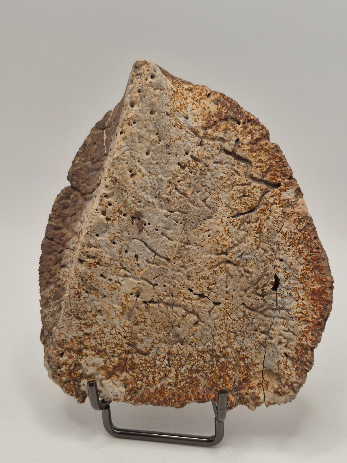 4.43" Ankylosaurus Scute (Judith River)