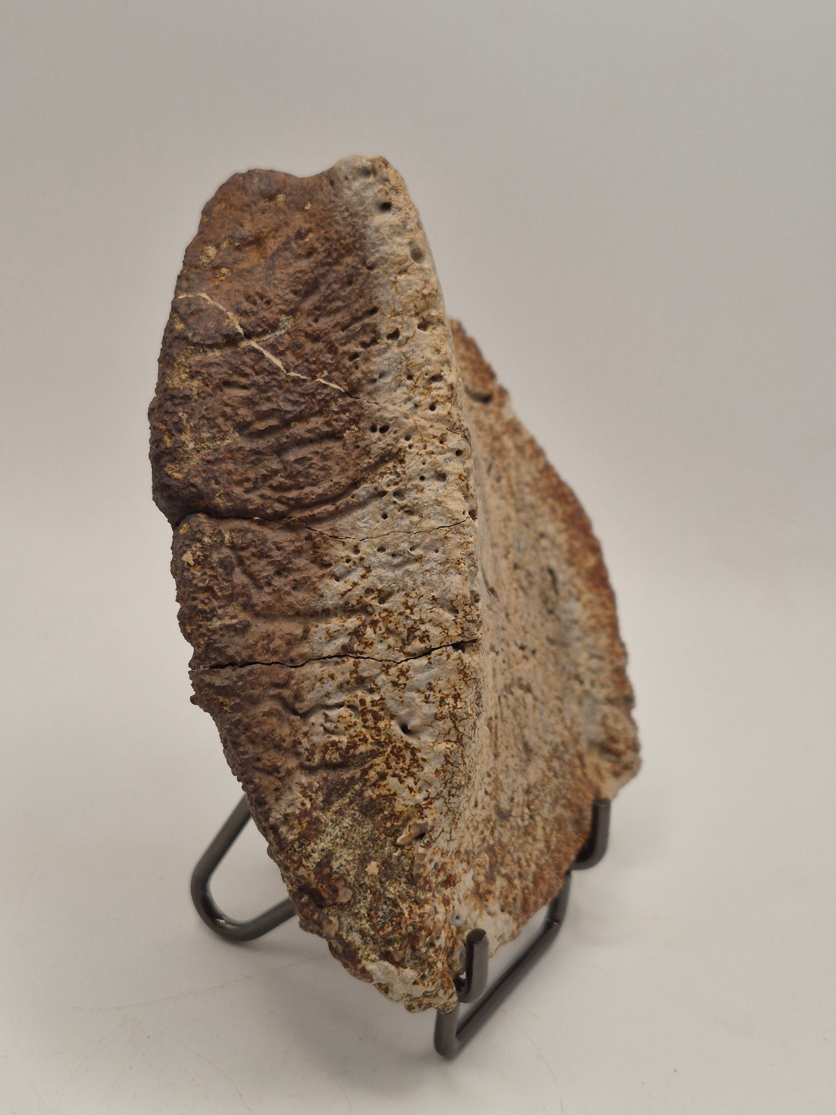 4.43" Ankylosaurus Scute (Judith River)