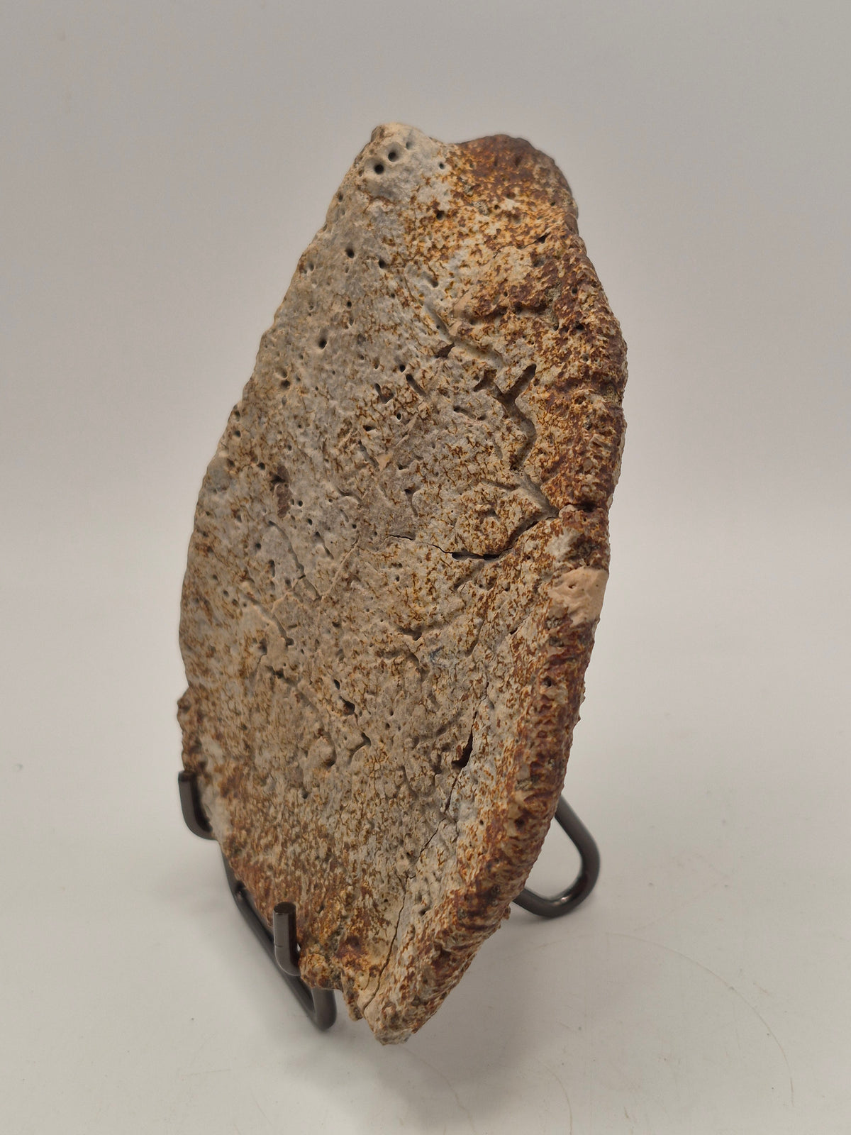 4.43" Ankylosaurus Scute (Judith River)