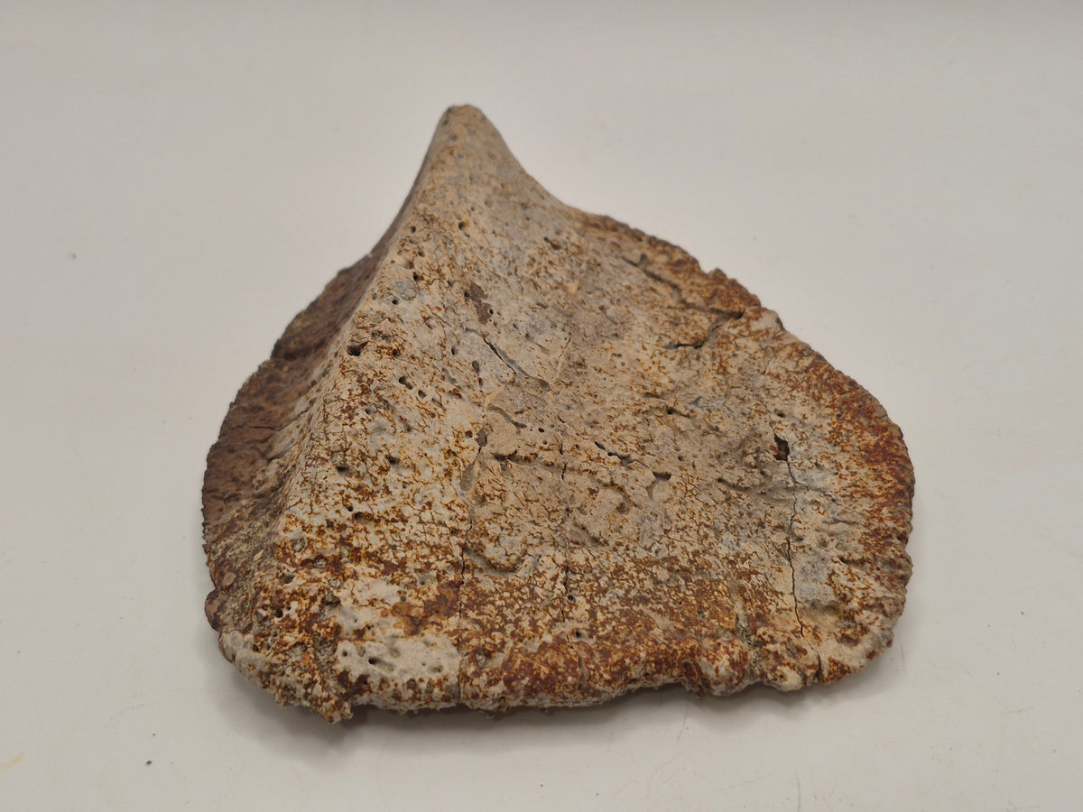 4.43" Ankylosaurus Scute (Judith River)