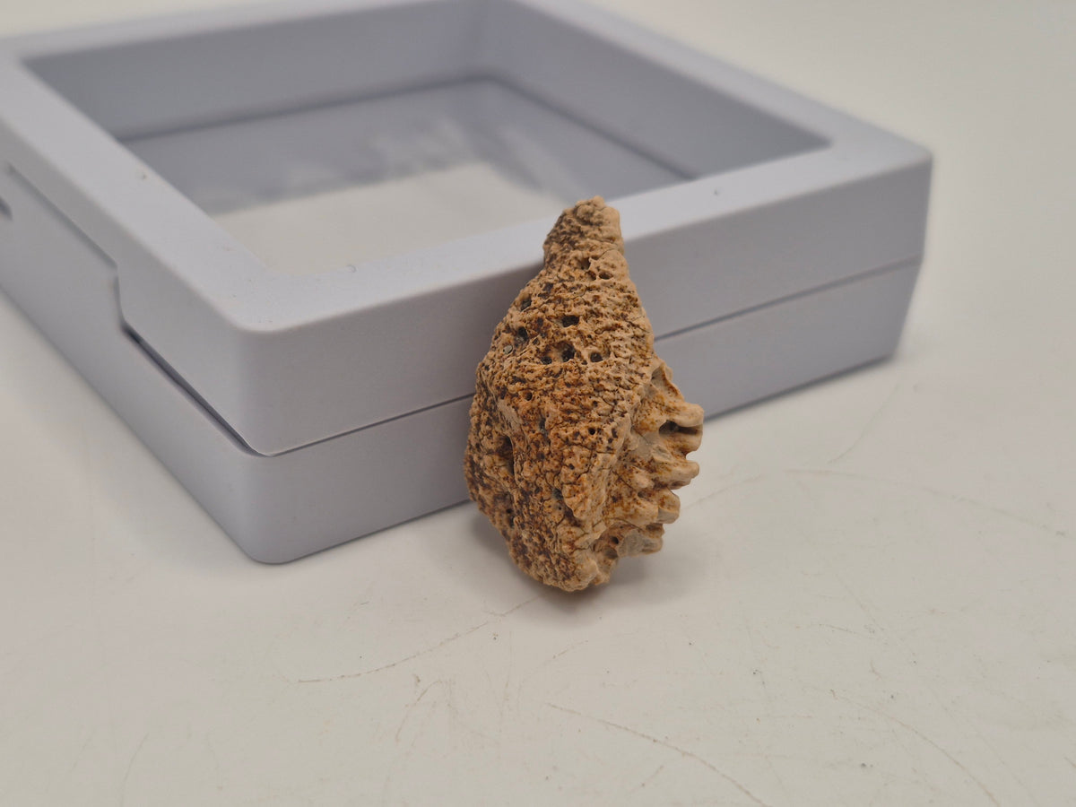 1.15" Ankylosaurus Ossicle (Judith River)