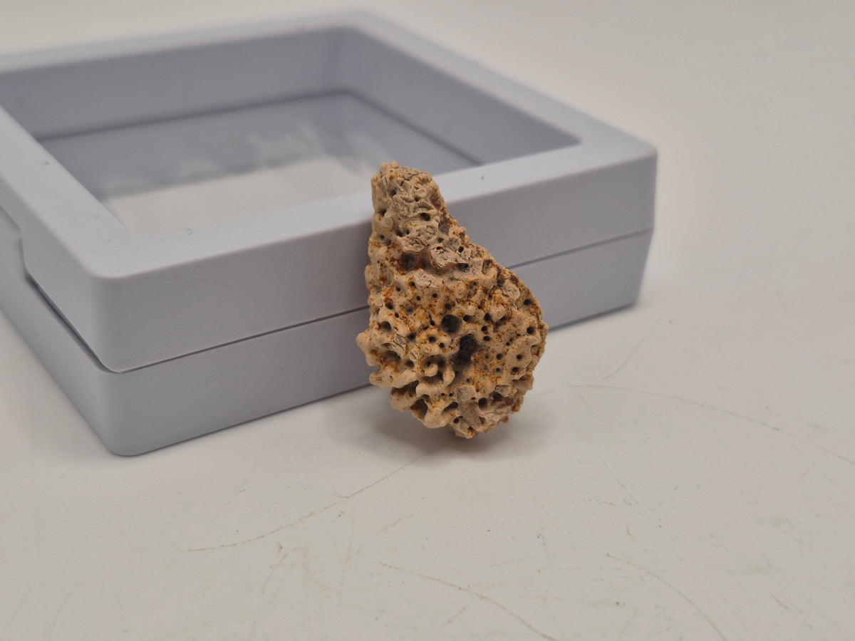 1.15" Ankylosaurus Ossicle (Judith River)