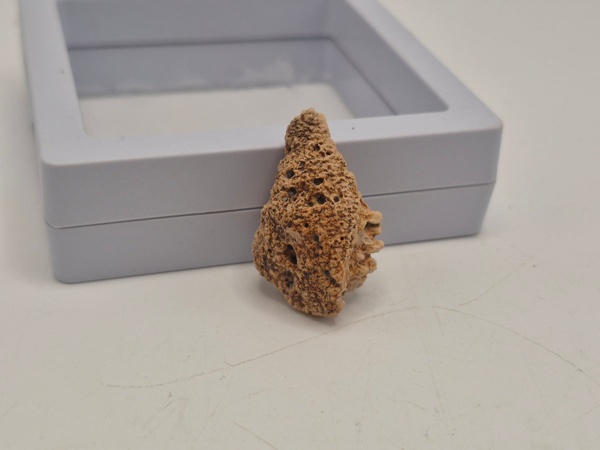 1.15" Ankylosaurus Ossicle (Judith River)