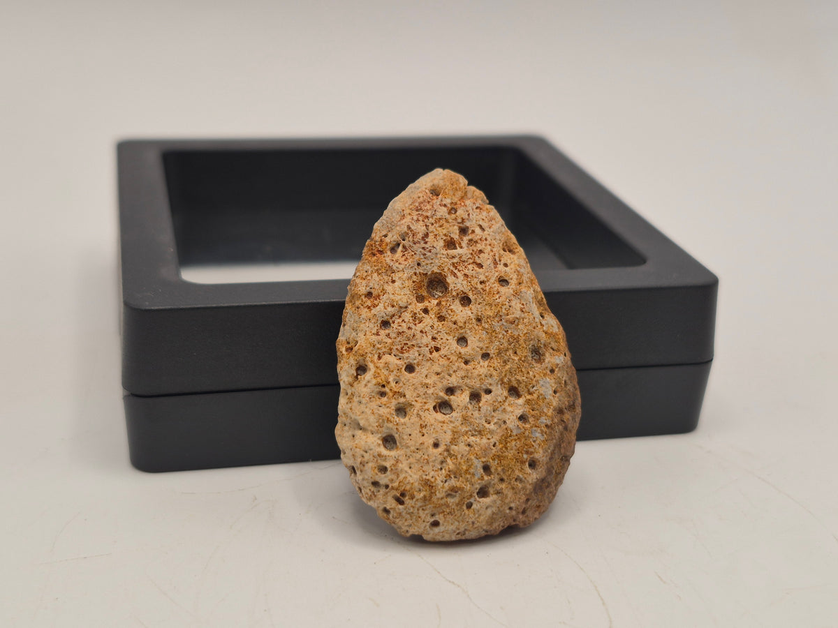 1.59" Ankylosaurus Ossicle (Judith River)