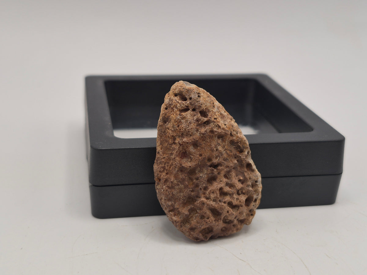 1.59" Ankylosaurus Ossicle (Judith River)