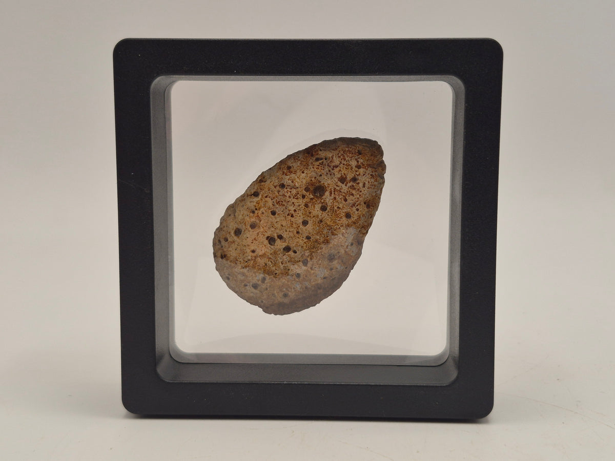1.59" Ankylosaurus Ossicle (Judith River)