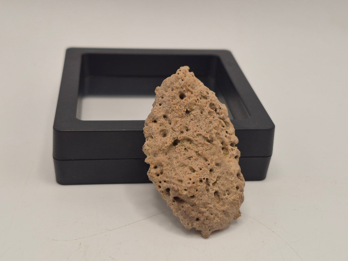 2.03" Ankylosaurus Ossicle(Judith River)