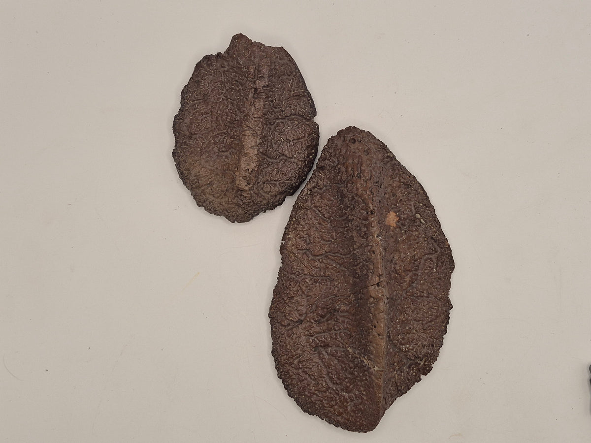 Associated Pair Ankylosaurus Scutes