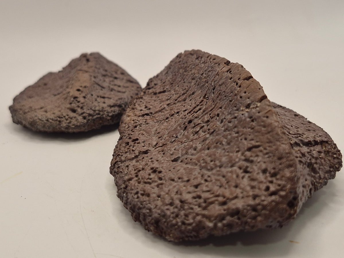 Associated Pair Ankylosaurus Scutes