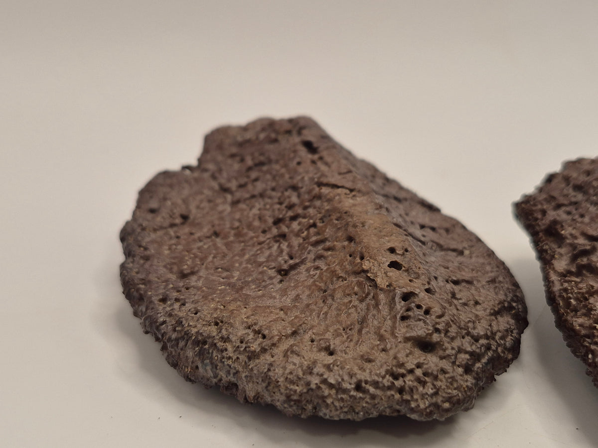 Associated Pair Ankylosaurus Scutes