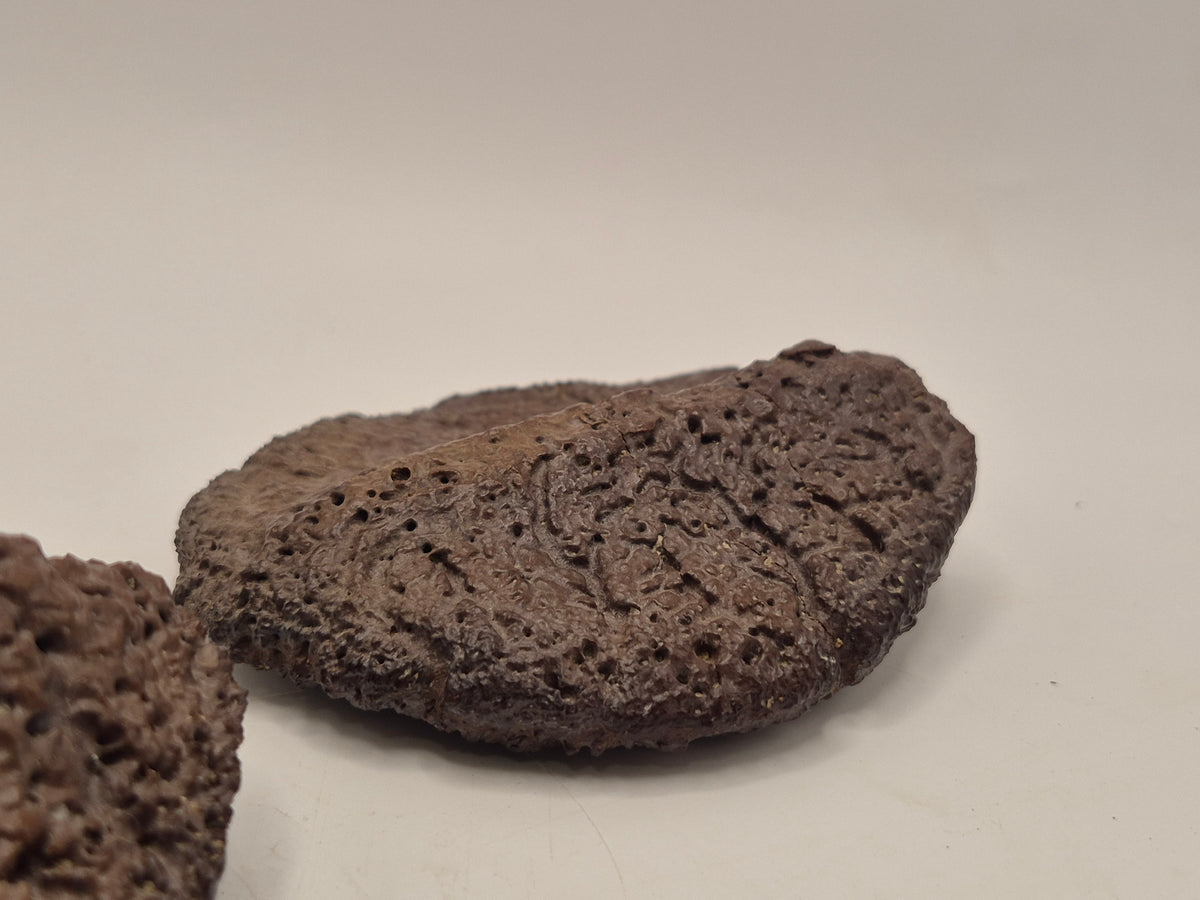 Associated Pair Ankylosaurus Scutes