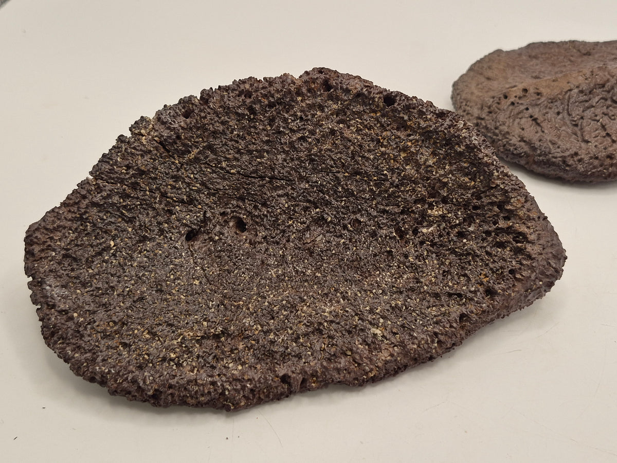 Associated Pair Ankylosaurus Scutes
