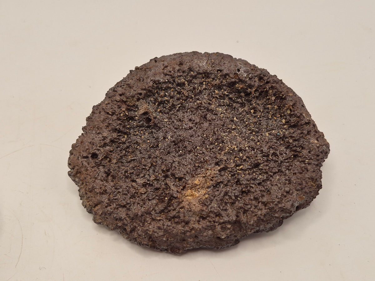 Associated Pair Ankylosaurus Scutes