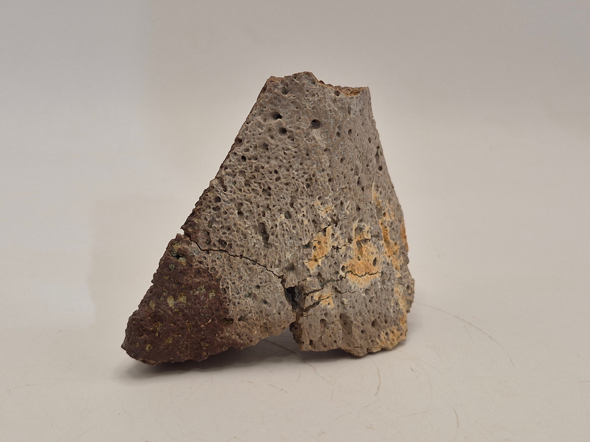 2.89" Ankylosaurus Spike (Judith River)