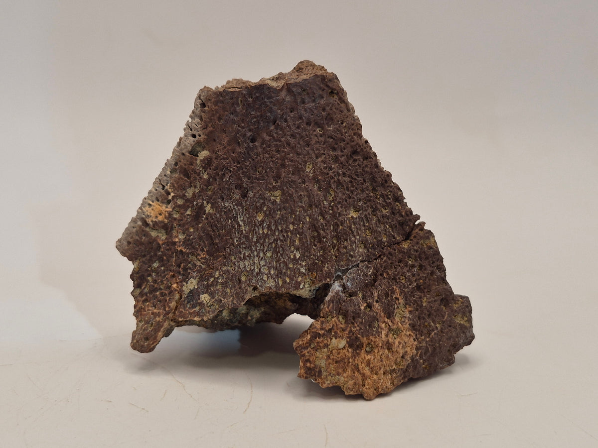 2.89" Ankylosaurus Spike (Judith River)